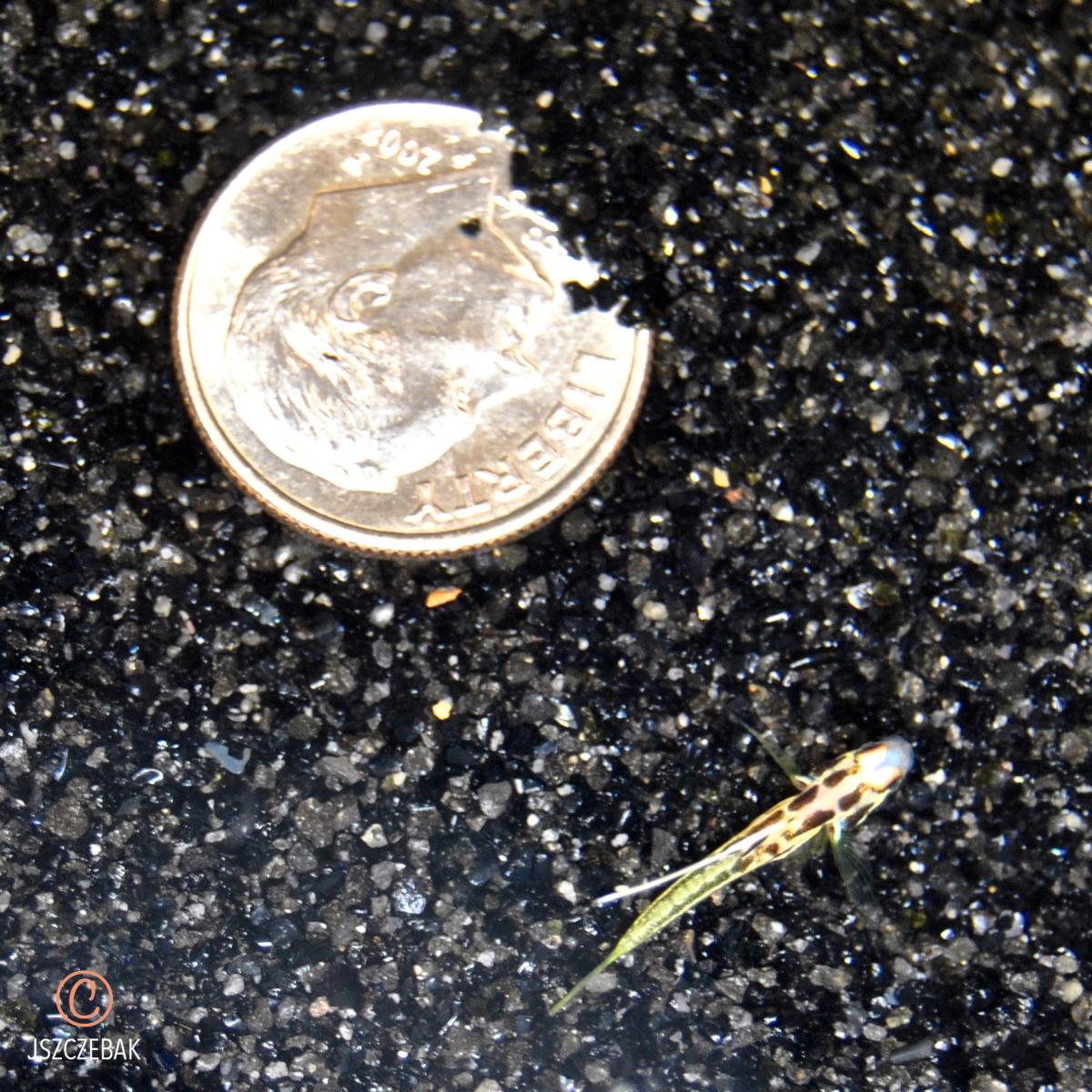 large.S.-yasha-57-DPH-Coin-A.png.cb80f6a