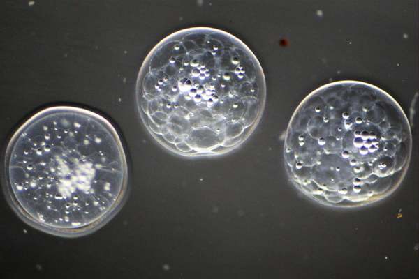 Anomalopidae ~12 HPF_OB_30X.jpg