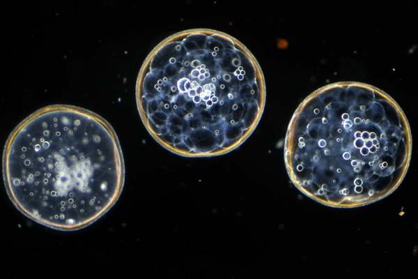 Anomalopidae ~12 HPF_DF_30X.jpg
